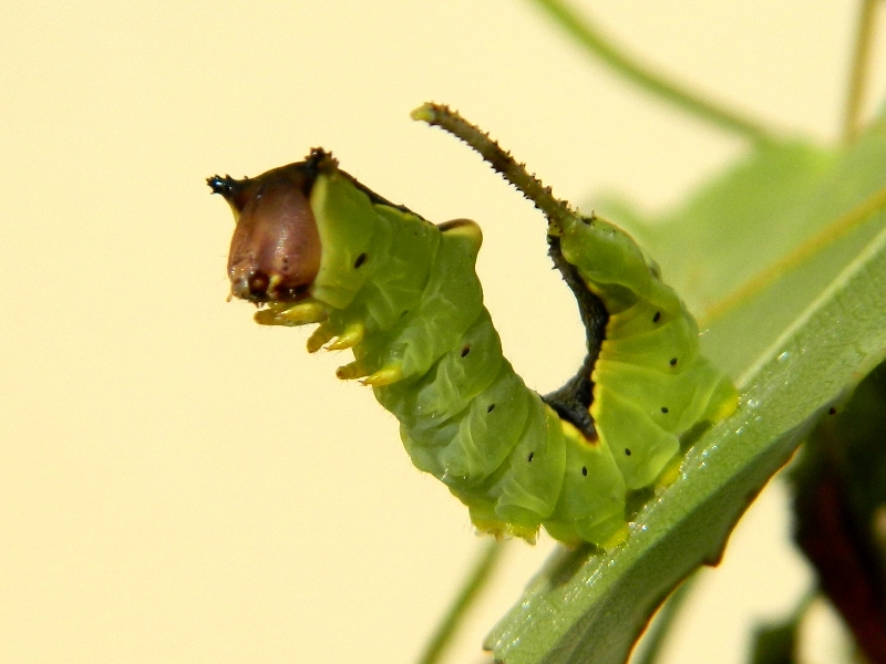 Dall''uovo all''adulto: Cerura (Apocerura) erminea  - Notodontidae